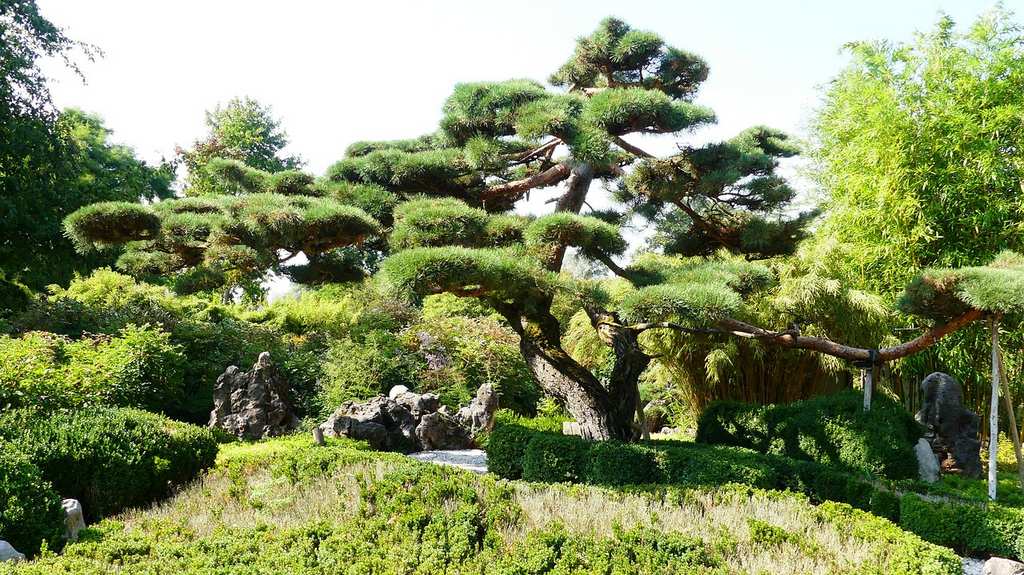 bonsai-3687015_1280