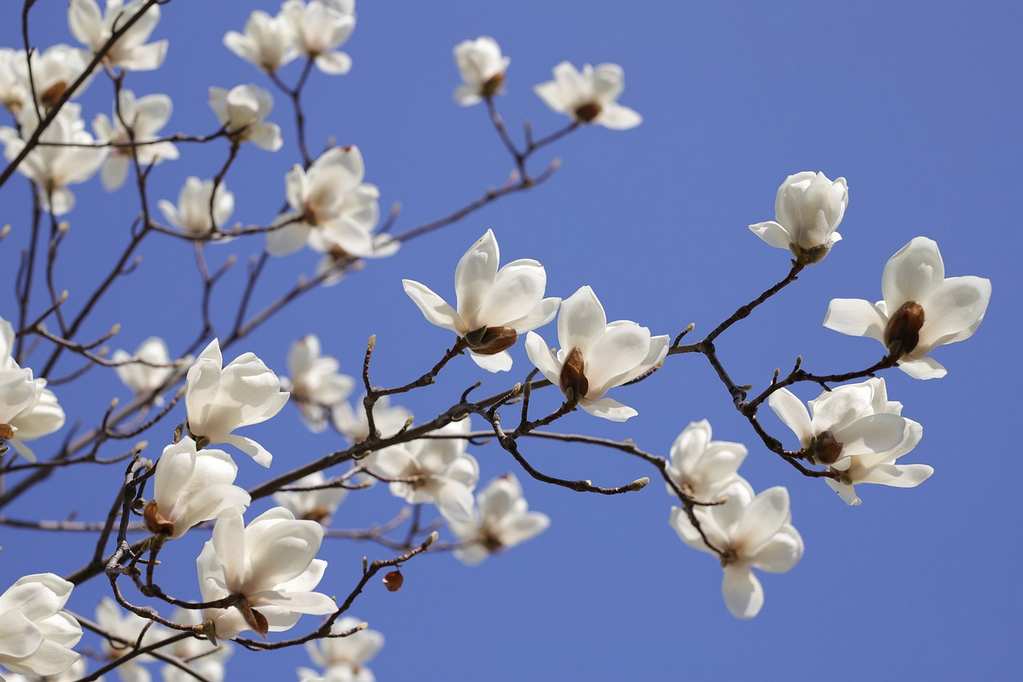 flower-7279065_1280