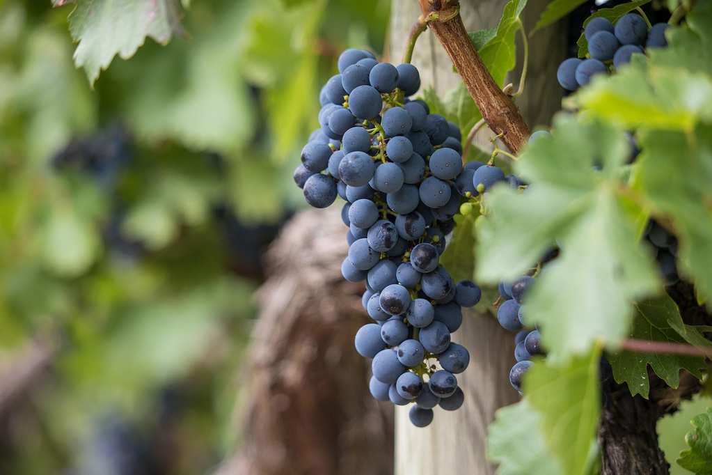 grapes-7157943_1280
