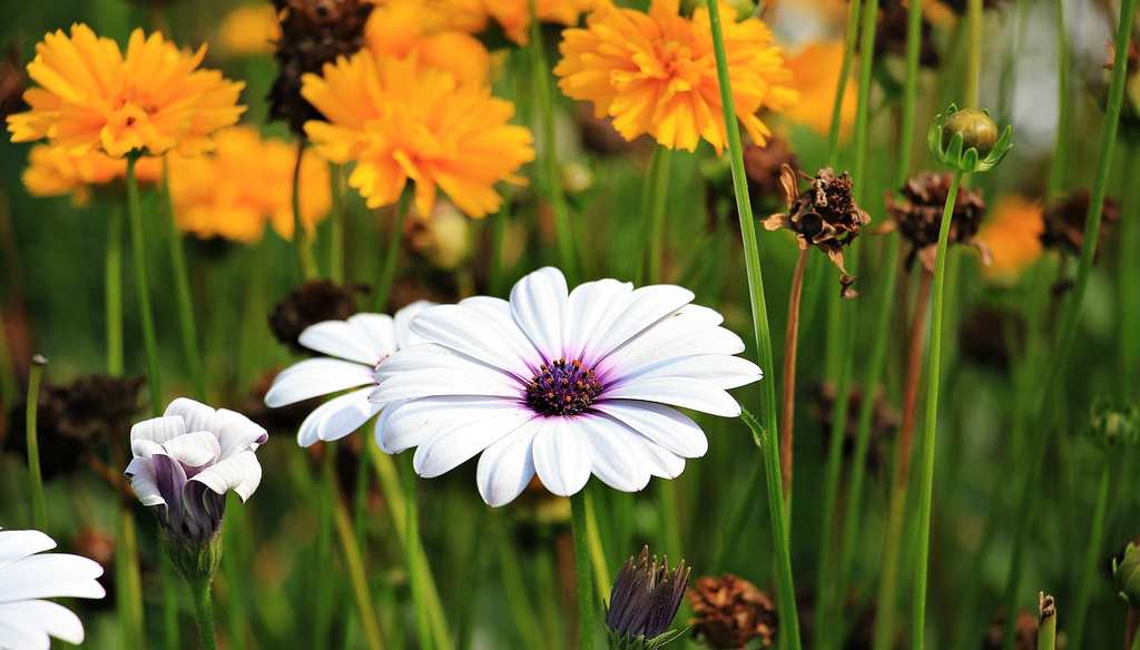 marguerite-1656357_1280