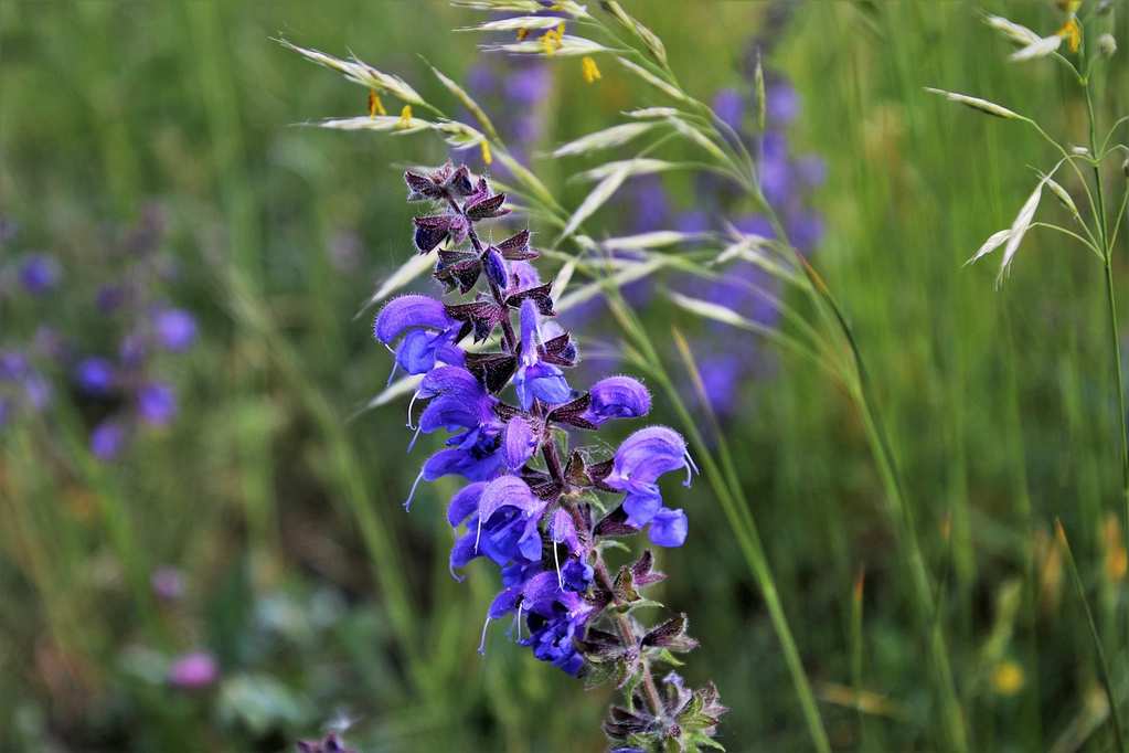 meadow-3387132_1280