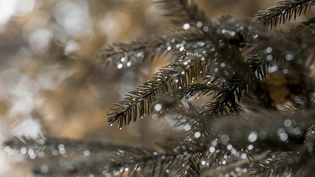 nature-3681152_1280