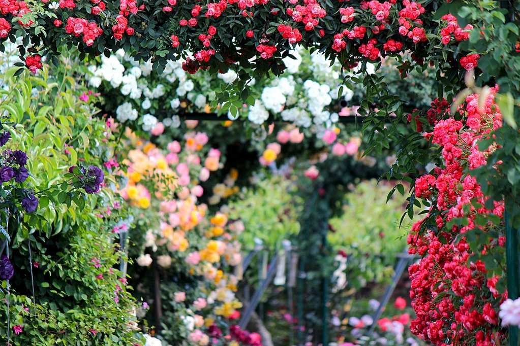 rose-2721846_1280