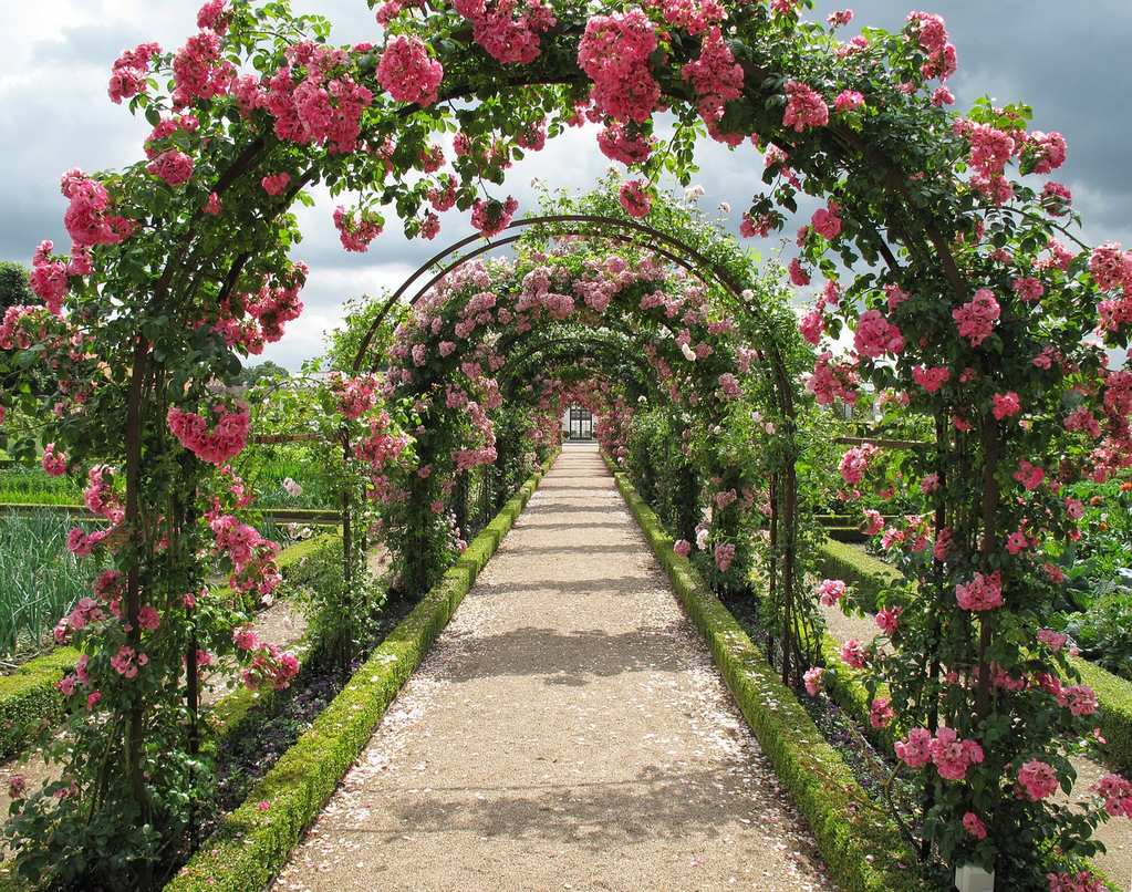 roses-2245612_1280