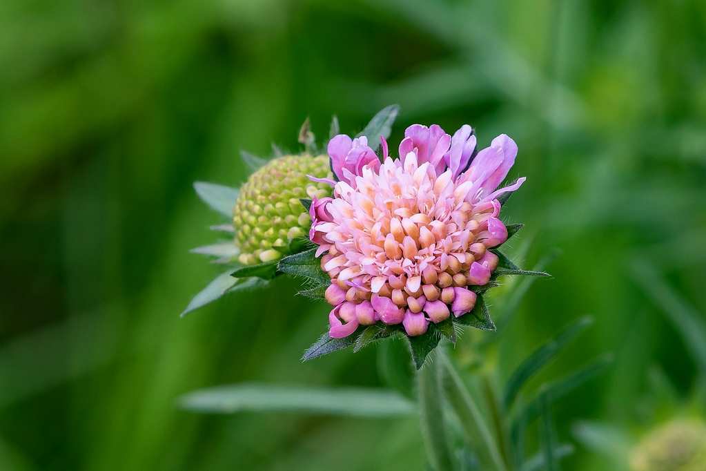 scabious-4197631_1280