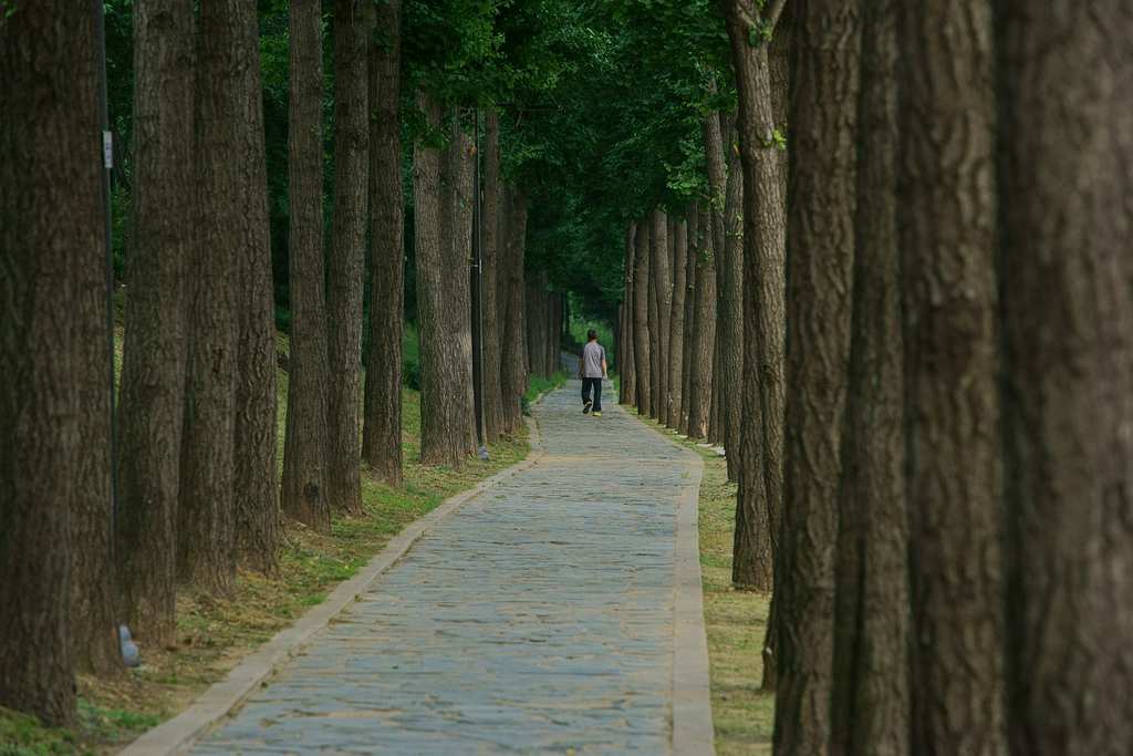 tree-4814455_1280
