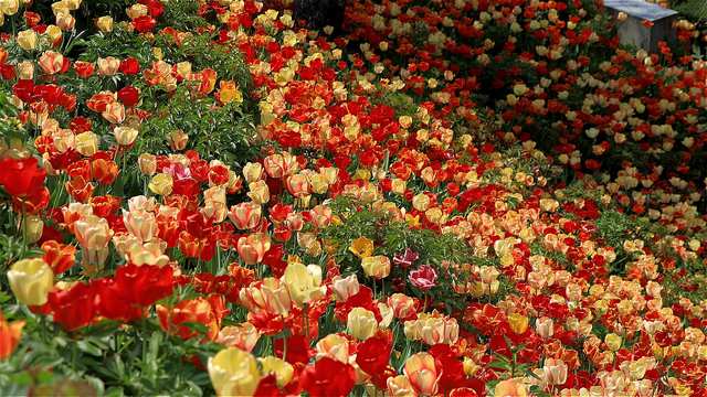 tulips-7161370_1280