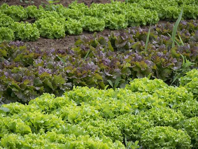 vegetables-861363_1280