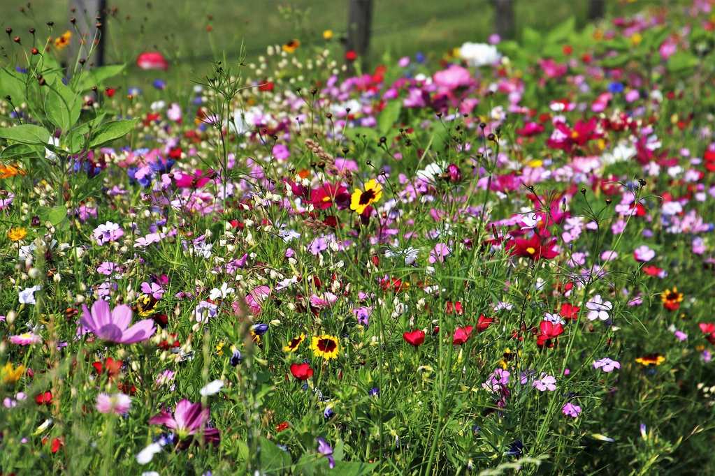 wild-flowers-3526829_1280