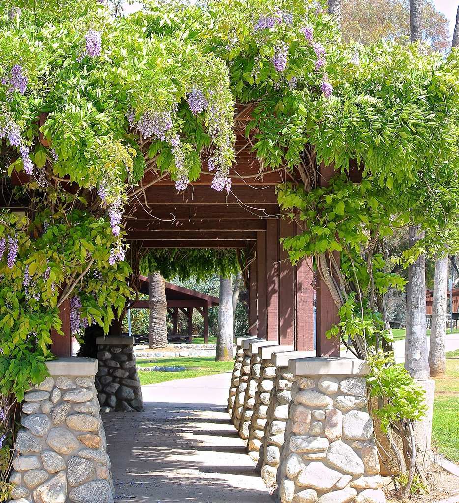 wisteria-74588_1280